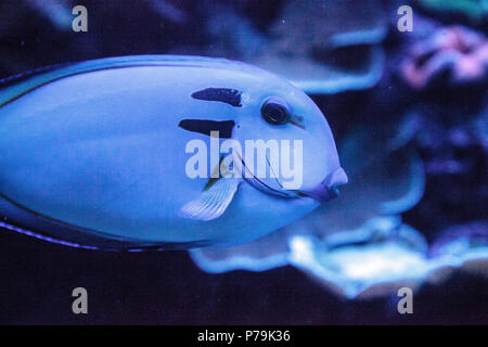 Doubleband surgeonfish Acanthurus tennenti swims along a coral reef. Stock Photo