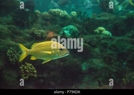French grunt fish Haemulon flavolineatum with bright blue eyes swims across a coral reef. Stock Photo