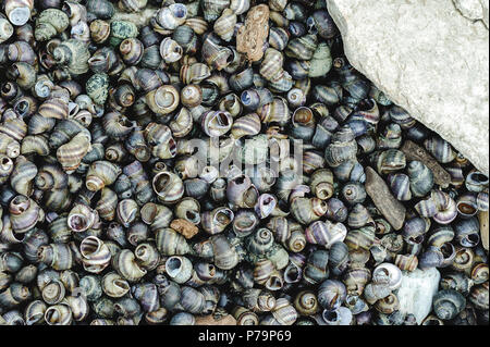 many river shells lie on the seashore Stock Photo