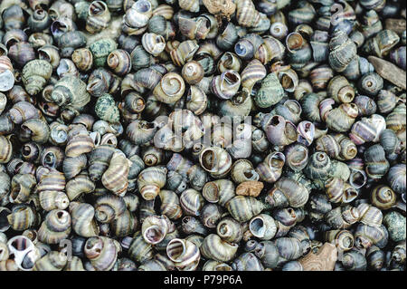 many river shells lie on the seashore Stock Photo