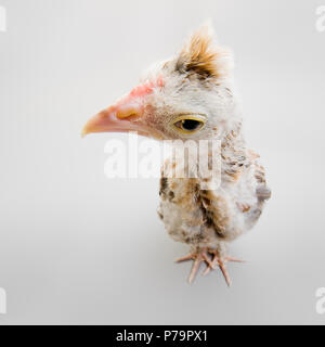 one little chick stand on grey background, close up Stock Photo
