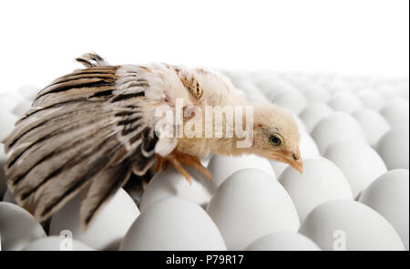 one  nestling on many hen's-eggs, on white background,  isolated Stock Photo