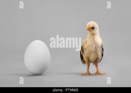 little chick and white egg on grey background Stock Photo