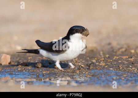Common house martin (Delichon urbicum), picking up clay for nest-building, Sartene, Corsica, France Stock Photo
