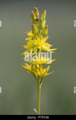 Bog Asphodel (Narthecium ossifragum), Emsland, Lower Saxony, Germany Stock Photo