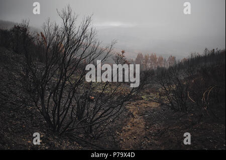Summer has passed in the Central regions of Portugal and Winter has arrived, after the destructive wilfires that destroyed large areas of forest. Stock Photo