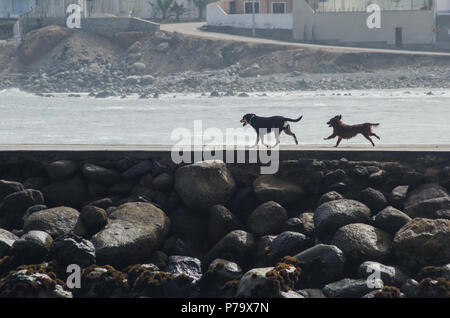 Two friendly dogs running along the beach Stock Photo