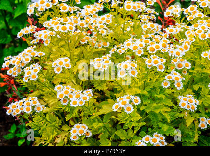 Tanacetum parthenium, known as Feverfew is actually a species of chrysanthemum that has been grown in herb and medicinal gardens for centuries. Stock Photo