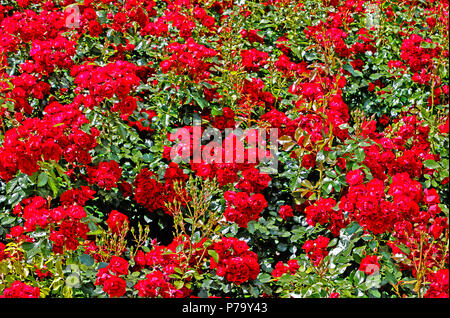 The beautiful crimson bed rose with shiny leaves background Stock Photo
