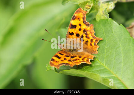 Comma butterfly (polygonia c-album) sitting on a green leaf Stock Photo