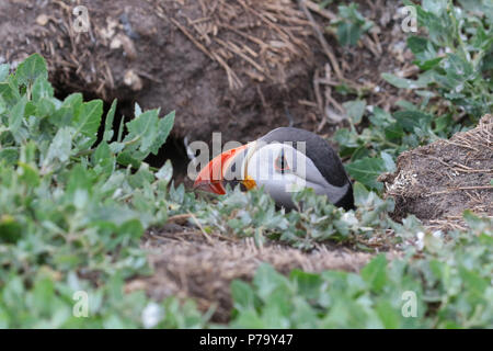 Atlantic puffin emerging from it's burrow Stock Photo