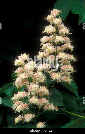 AESCULUS HIPPOCASTANUM IN FULL BLOOM. ALSO KNOWN AS BUCKEYE OR CONKER TREE. Stock Photo