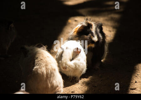 Guinea pigs moving in the shadow scene Stock Photo