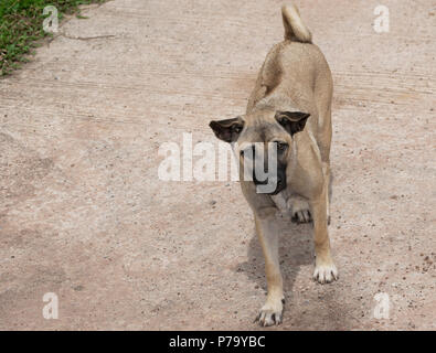 Thai Ridgeback male dog (Canis) mixed breed wheaten colour black nose standing on concrete road in Udon Thani, Isaan, North East Thailand Stock Photo