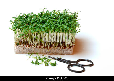 Gartenkresse, Lepidium sativum, Kresse-Sprossen, Kressesprossen Stock Photo