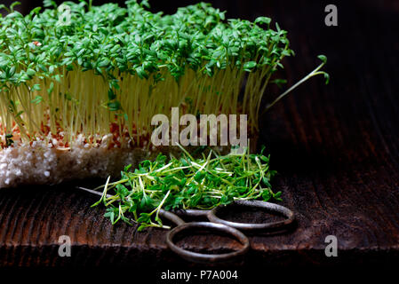 Gartenkresse mit Schere, Lepidium sativum, Kresse-Sprossen, Kressesprossen Stock Photo