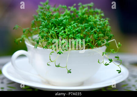 Gartenkresse in Kaffeetasse, Lepidium sativum, Kresse-Sprossen, Kressesprossen Stock Photo