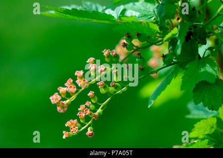 Johannisbeere, Sorte 'Rote Gondouin', fruchtend, Ribes rubrum Stock Photo