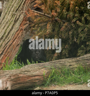 Stunning portrait of black panther panthera pardus in colorful landscape Stock Photo