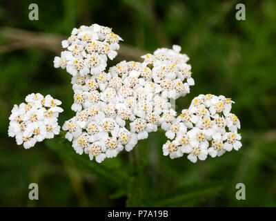 White summer flower heads of the yarrow, Achillea millefolium, a UK wildflower of meadows and roadsides