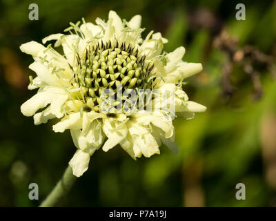 Opening flower head of the giant scabious, Cephalaria gigantea, a summer blooming perennial