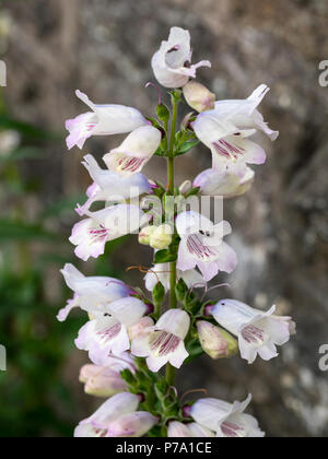 Tubular pale blue and white flowers in the panicle of the semi-evergreen perennial, Penstemon 'Stapleford Gem' Stock Photo