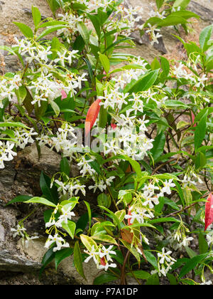 Scented white summer flowers of the evergreen climber, Trachelospermum jasminoides, the star jasmine Stock Photo