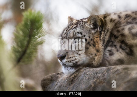 An adult snow leopard rests in the the undergrowth but keeps a watchful eye on her surroundings.