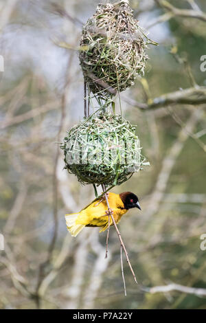 Male black-headed weaver bird building a nest. Stock Photo