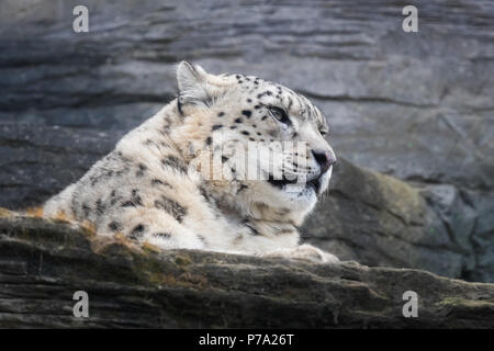 Adult snow leopard resting on rocky ledge Stock Photo