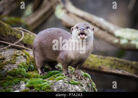 Oriental small-clawed otter standing on the riverbank. This is the smallest otter species in the world and is indigenous to the welands of South and S Stock Photo