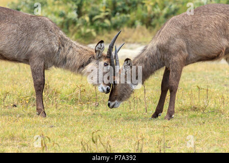 A pair of  young waterbucks play fighting Stock Photo