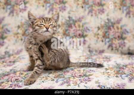 Funny striped kitten smiling at home Stock Photo