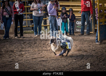 A young boy clings to a sheep during the sheep races at the Airdrie Pro Rodeo. He is hanging on for dear life and is slowly falling off. Stock Photo