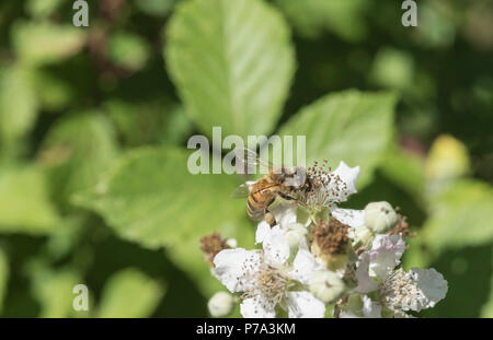 Honey Bee on bramble flowers Stock Photo