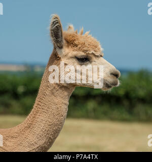 Alpaca Stock Photo