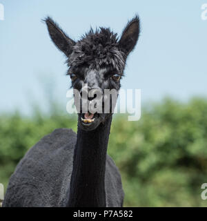 Alpaca Stock Photo