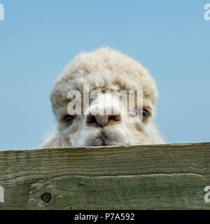 Alpaca Stock Photo