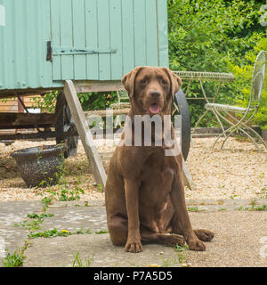 labrador in a farmyard Stock Photo