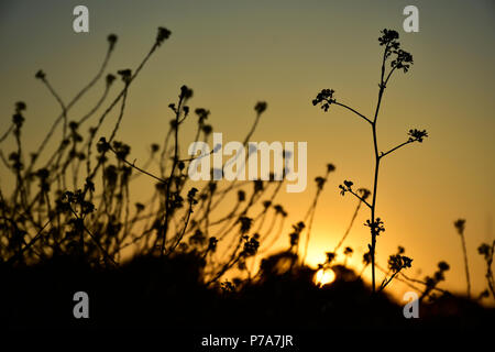 Meadows' silhouette in the sunset Orange sunset during the golden hour with silhouettes of meadows and flowers and wild grass Stock Photo
