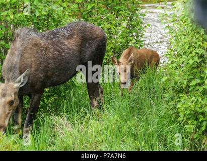 moose baby calf bull feed RMNP Colorado colorado grand lake Stock Photo