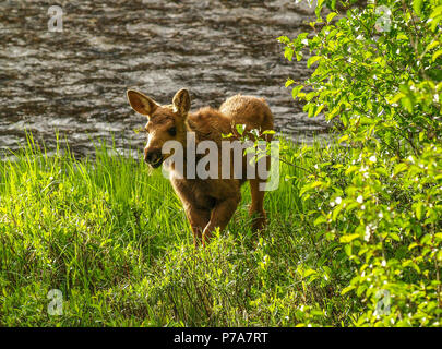 moose baby calf bull feed RMNP Colorado colorado grand lake Stock Photo