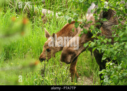 moose baby calf bull feed RMNP Colorado colorado grand lake Stock Photo