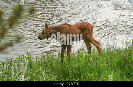 moose baby calf bull feed RMNP Colorado colorado grand lake Stock Photo