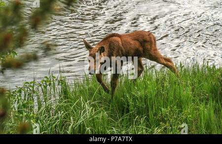 moose baby calf bull feed RMNP Colorado colorado grand lake Stock Photo