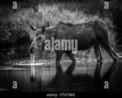 moose baby calf bull feed RMNP Colorado colorado grand lake Stock Photo