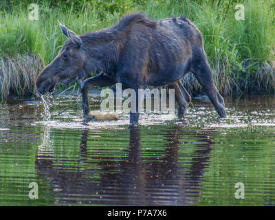 moose baby calf bull feed RMNP Colorado colorado grand lake Stock Photo