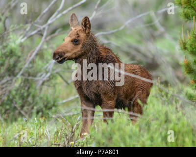 Baby Moose Alone Single Stock Photo Alamy