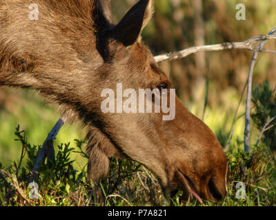 moose baby calf bull feed RMNP Colorado colorado grand lake Stock Photo