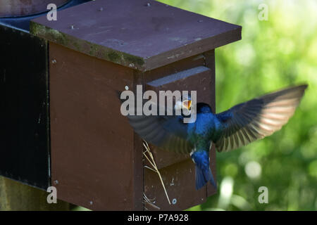 An adult male tree swallow (Tachycineta bicolor) brings food to a hungry nestling. Stock Photo